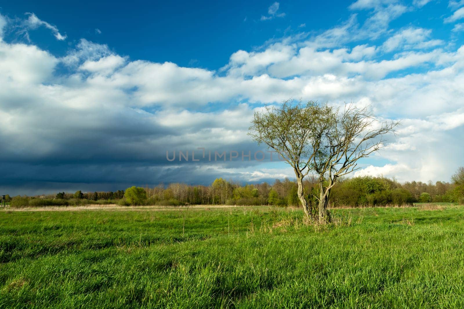 A bush growing in a green meadow and a cloudy sky, spring day
