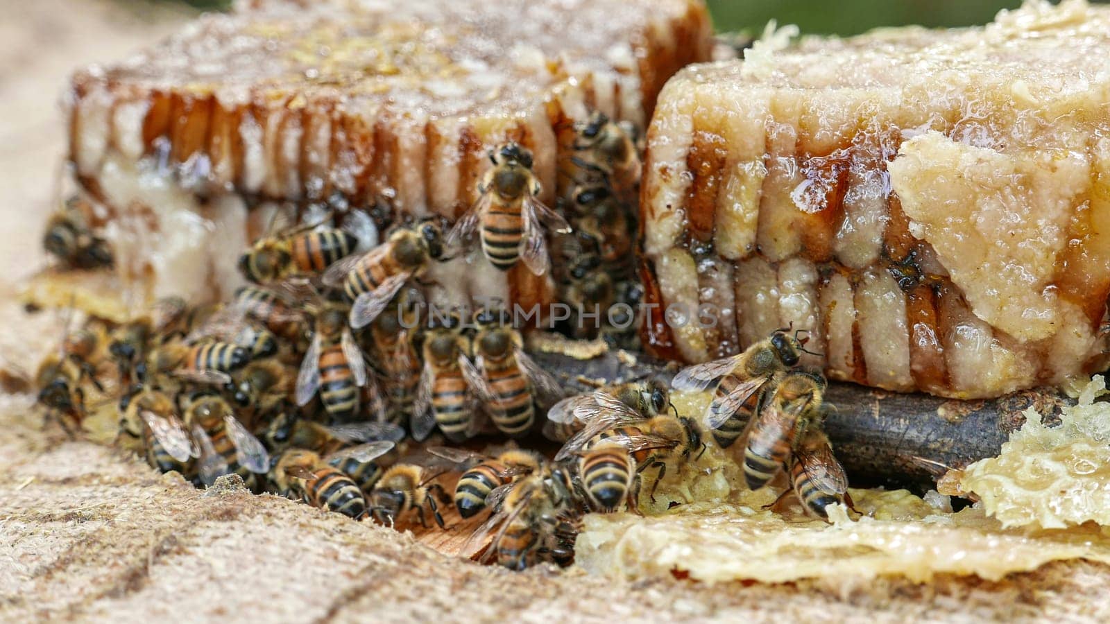 The bees that produce the honey in Italy by contas