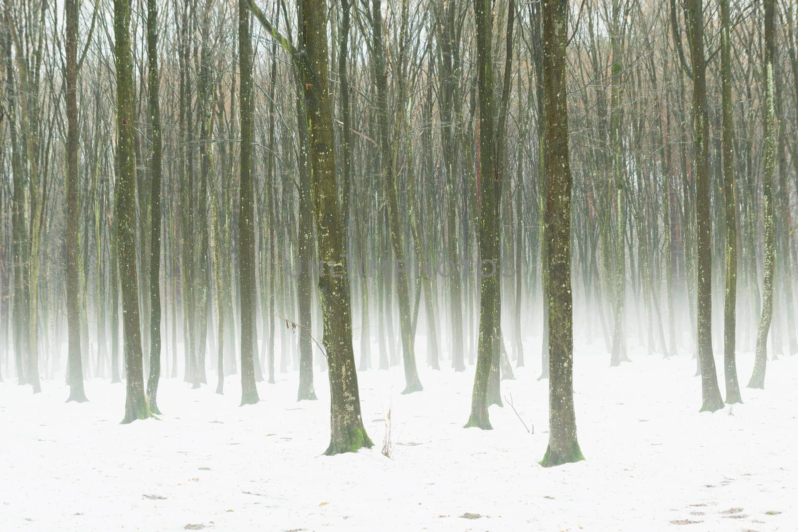 Fog in a snow-covered dense forest by darekb22