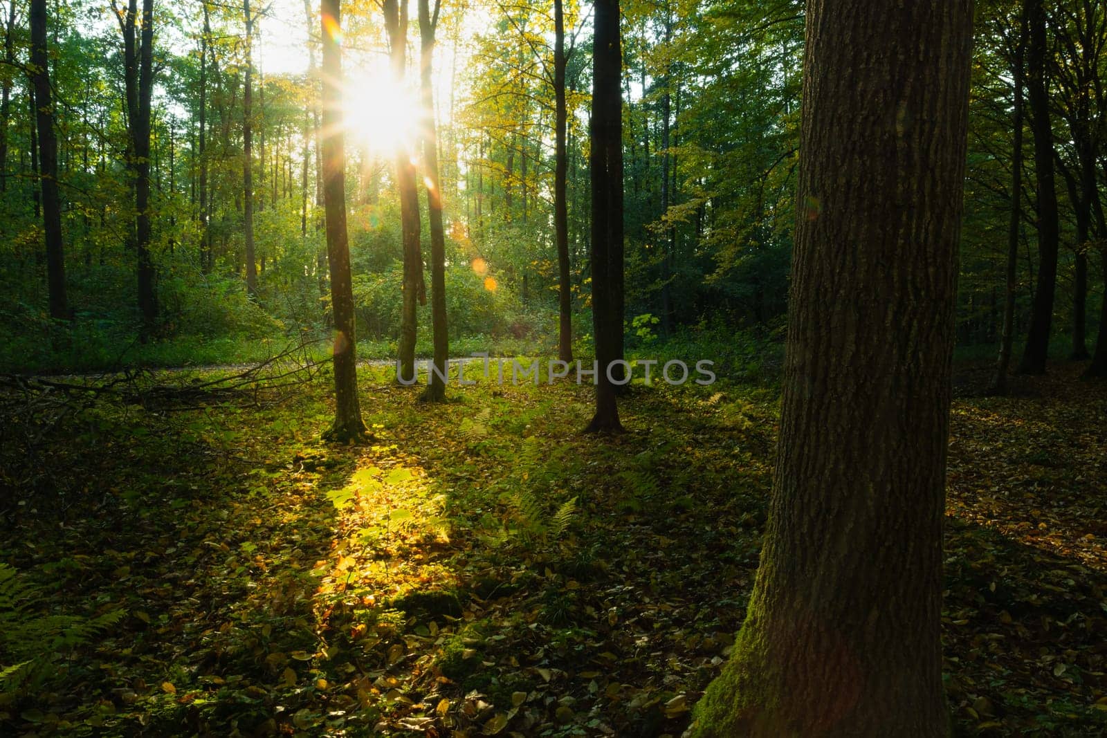 Sunshine in the forest, first days of October