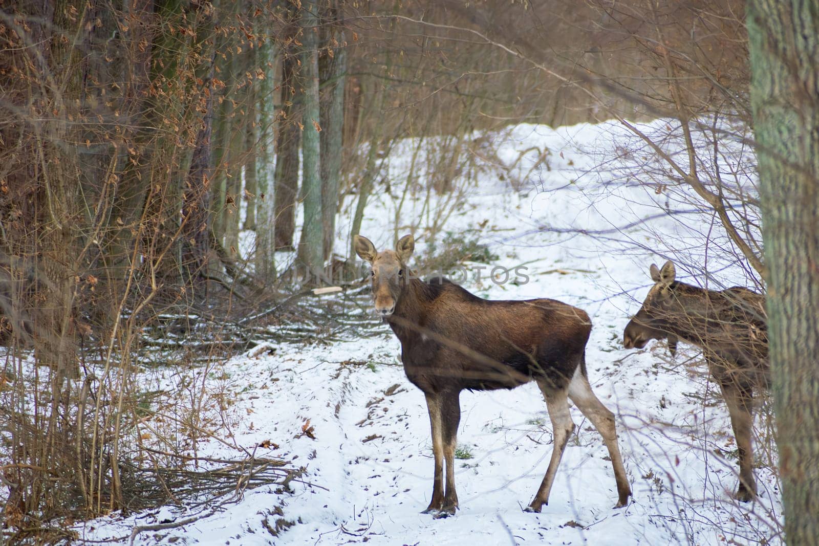 Mooses in the winter forest, January day, eastern Poland