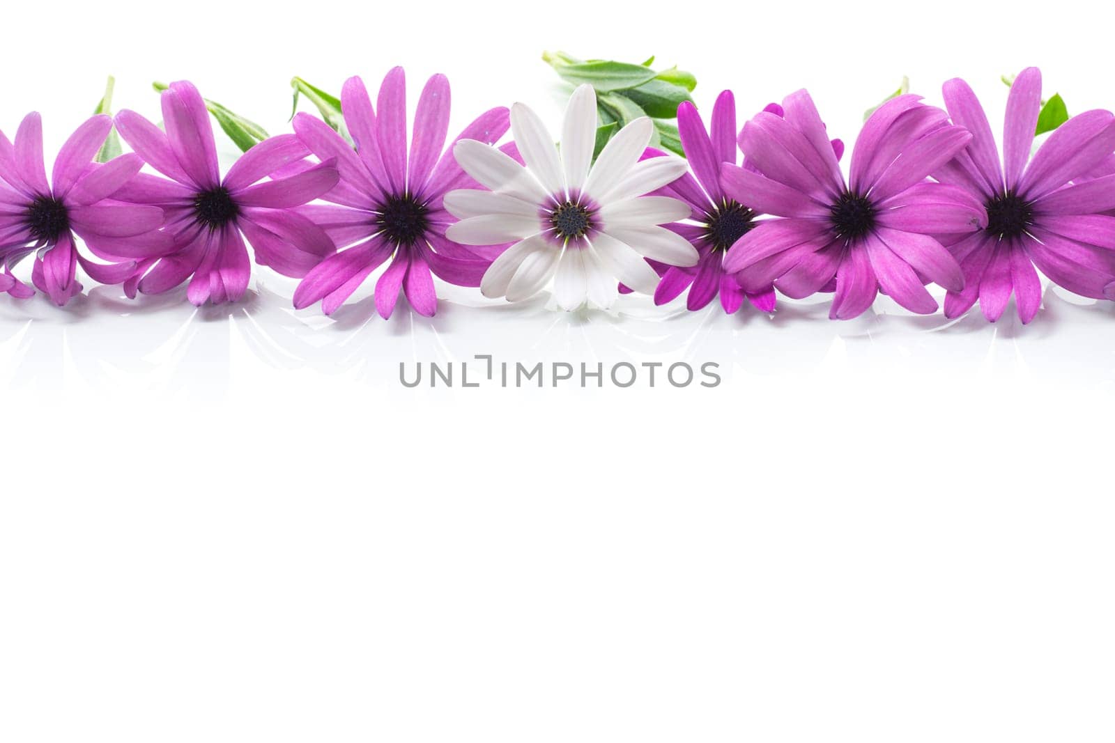 Beautiful white and purple Osteospermum flowers, isolated on white background