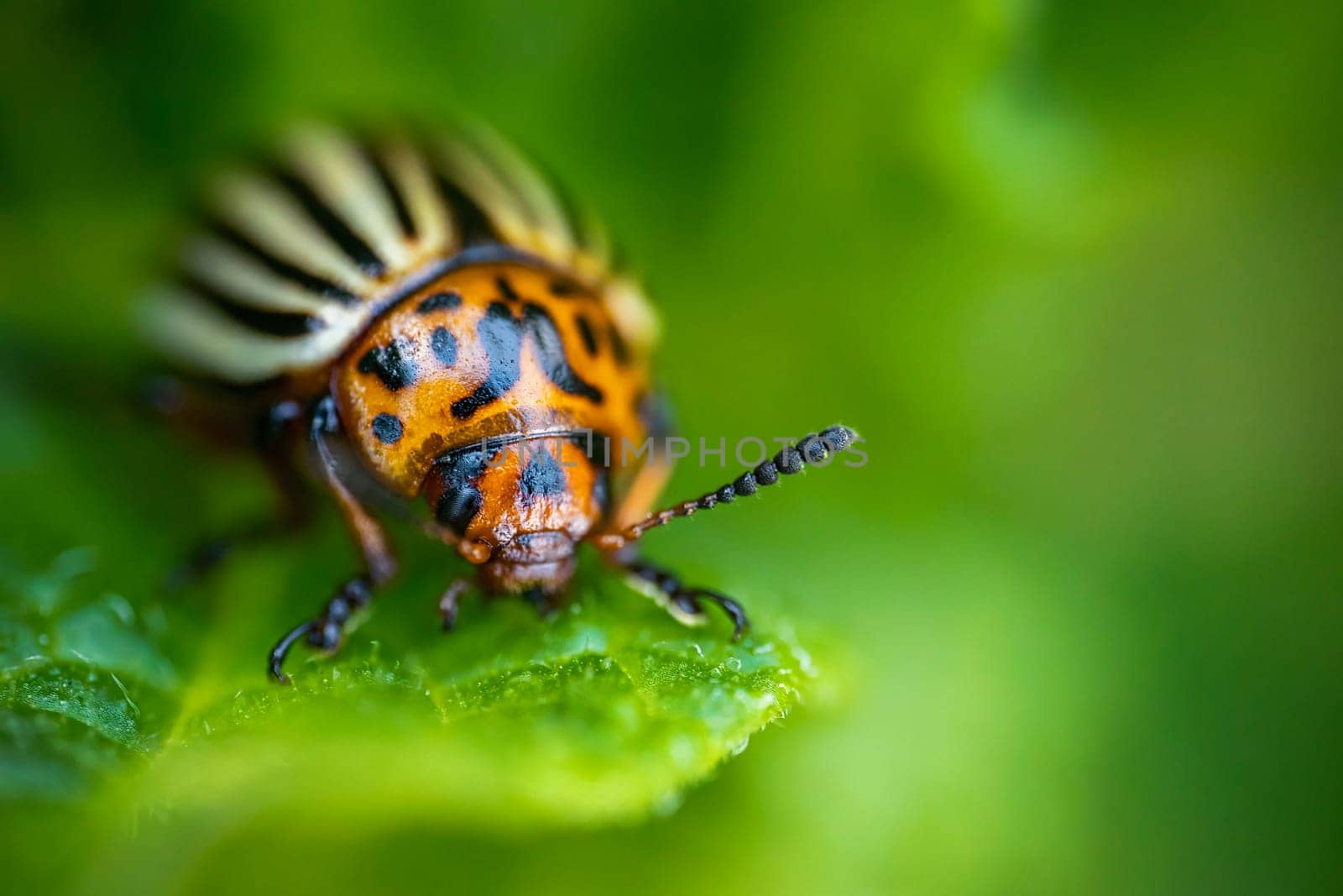 Colorado potato beetle on potato sprouts by zokov