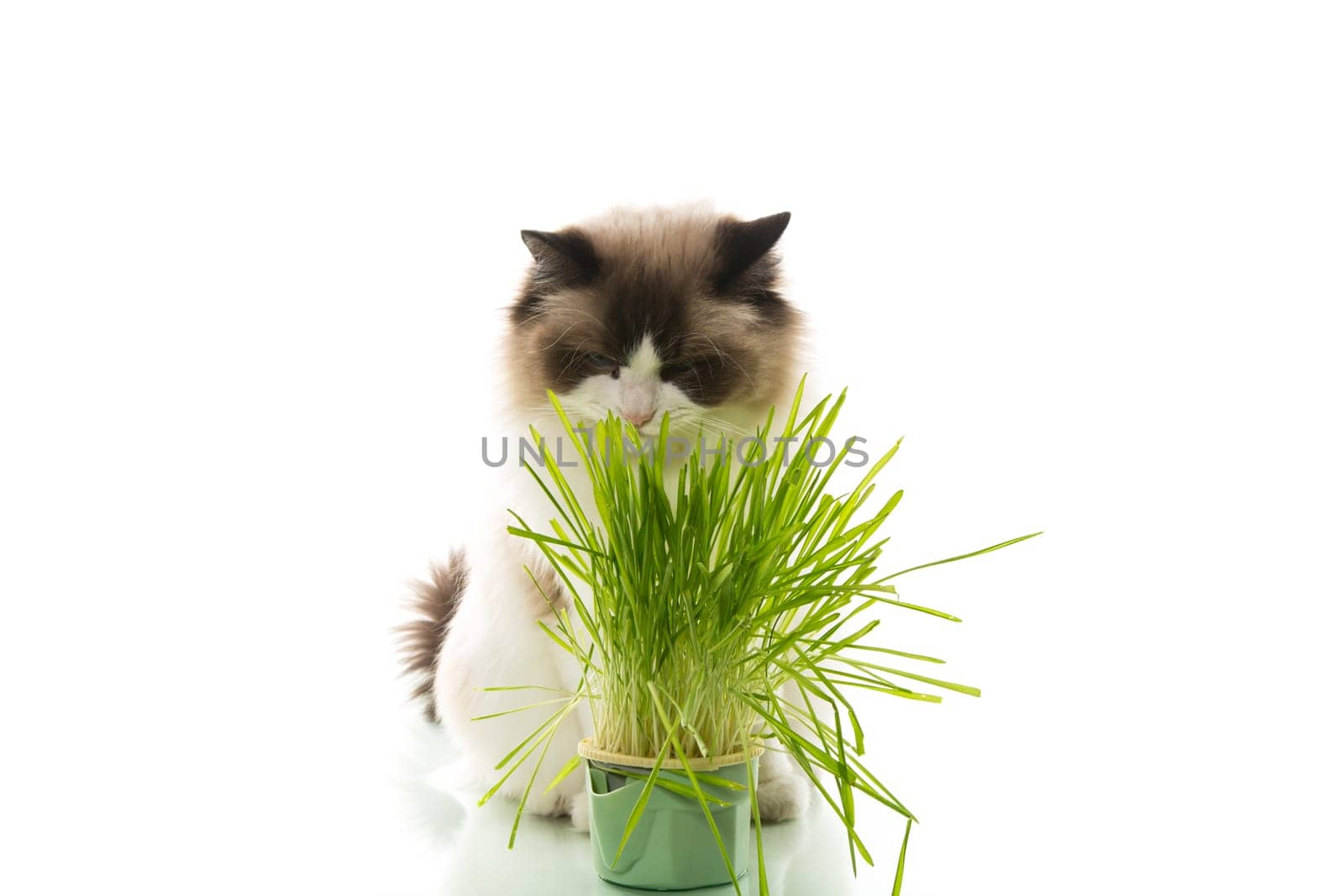 A Ragdoll cat eats grass from a plastic pot, isolated on a white background.