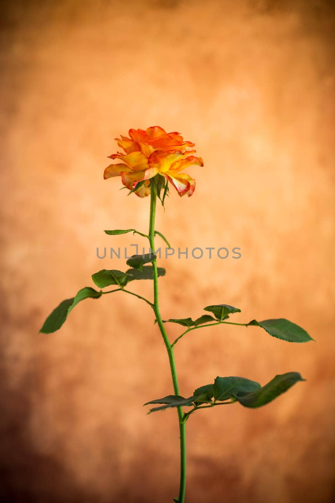 Flowers of beautiful blooming yellow rose on abstract brown background