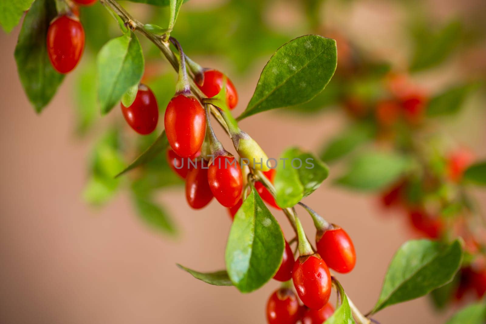 Branch with ripe red goji berry on abstract brown background