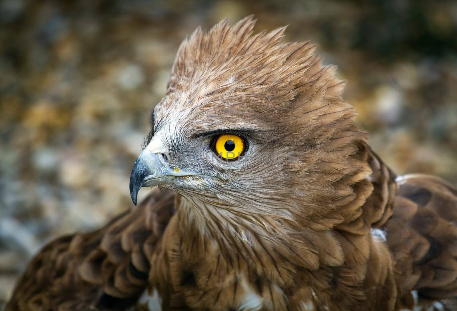 Toed Eagle. Circaetus gallicus, close-up of the eagle.