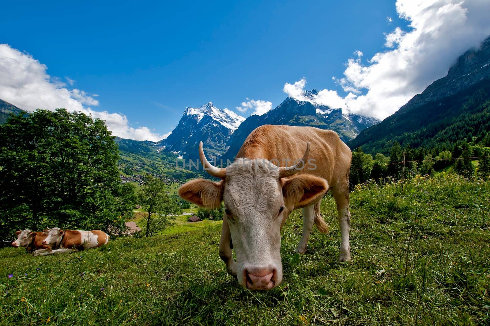 Cow pasture in front of Wetterhorn