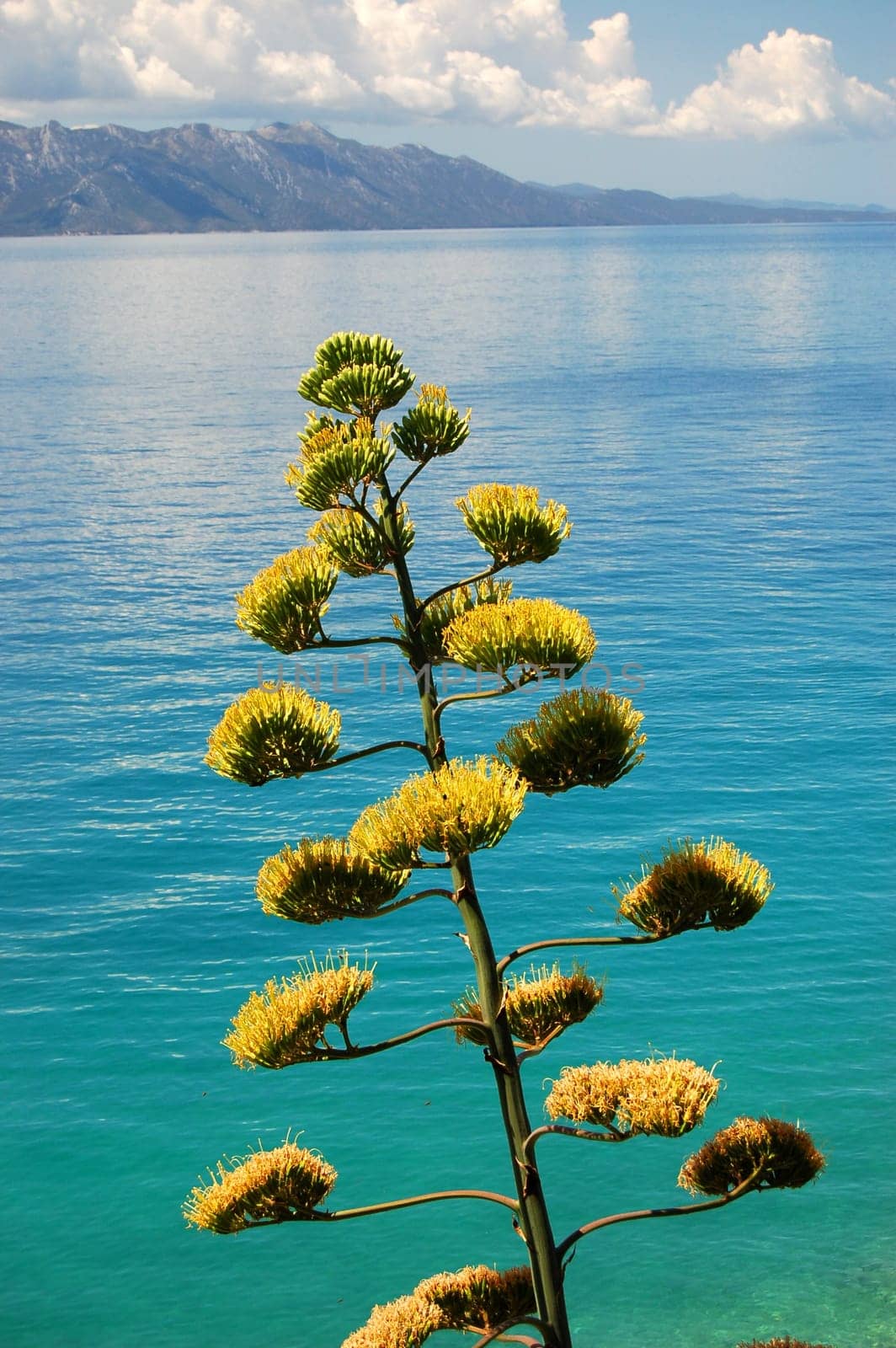 Summer landscape of croatia