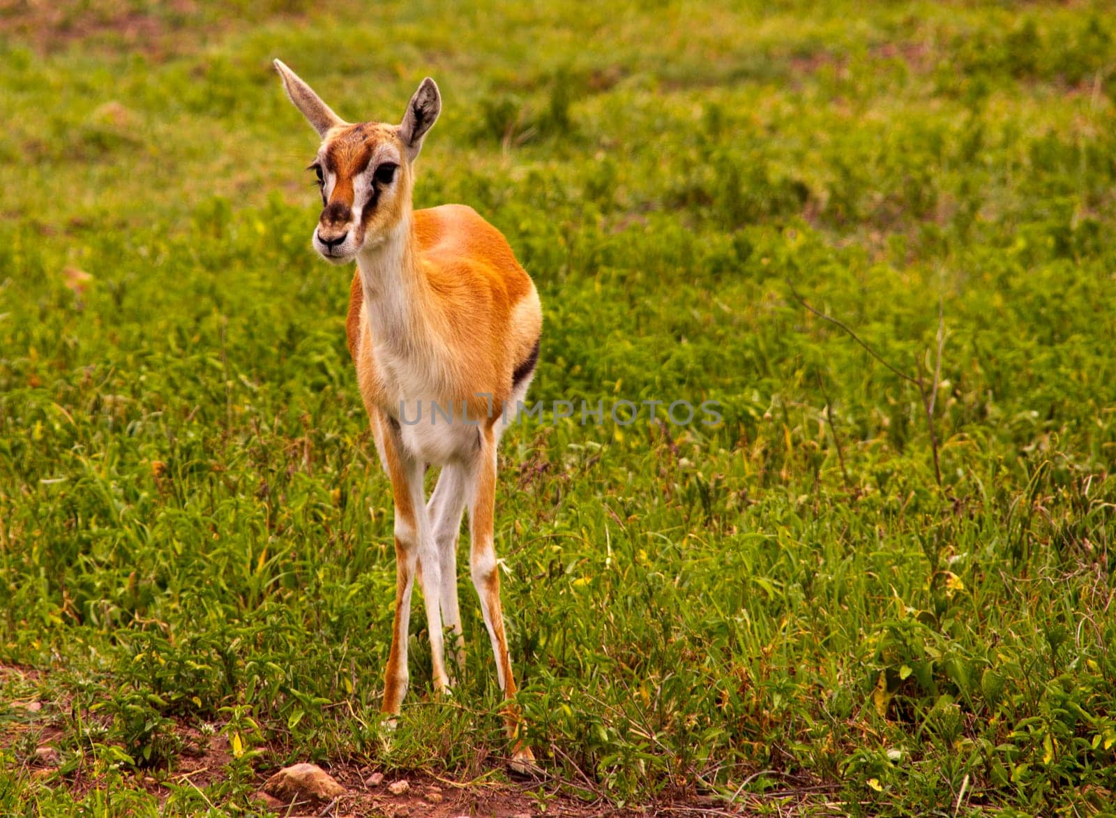 Baby Gazelle standing in green grass