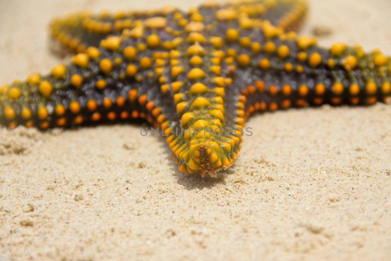 close up of a yellow starfish