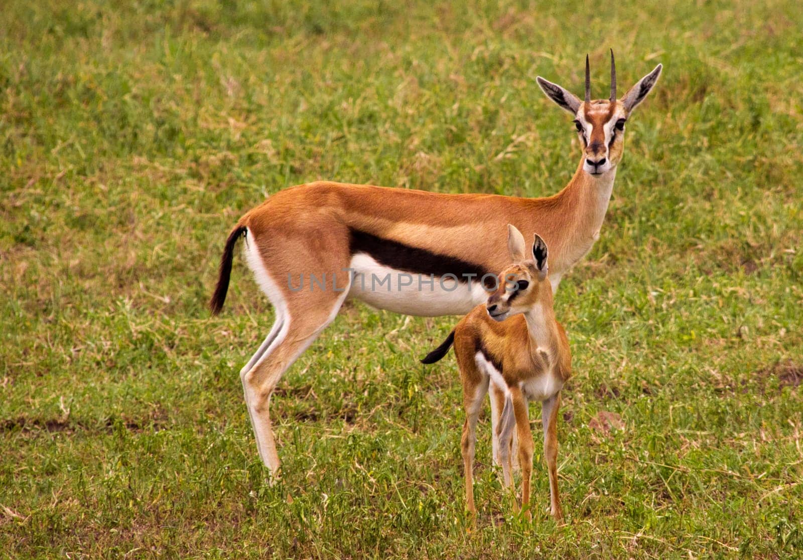 Thompson gazelle with baby in green grass
