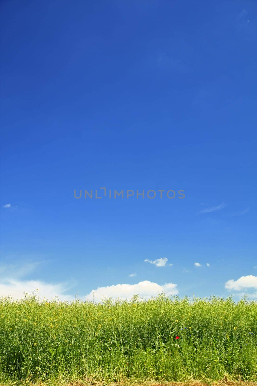 Rapeseed field after flowering with blue sky