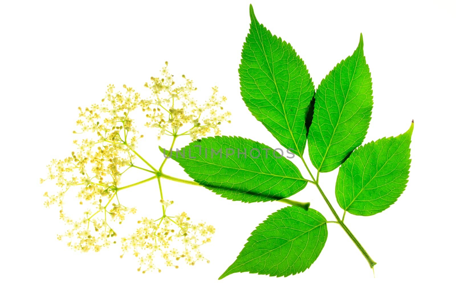 Elderflower and leaf,isolated