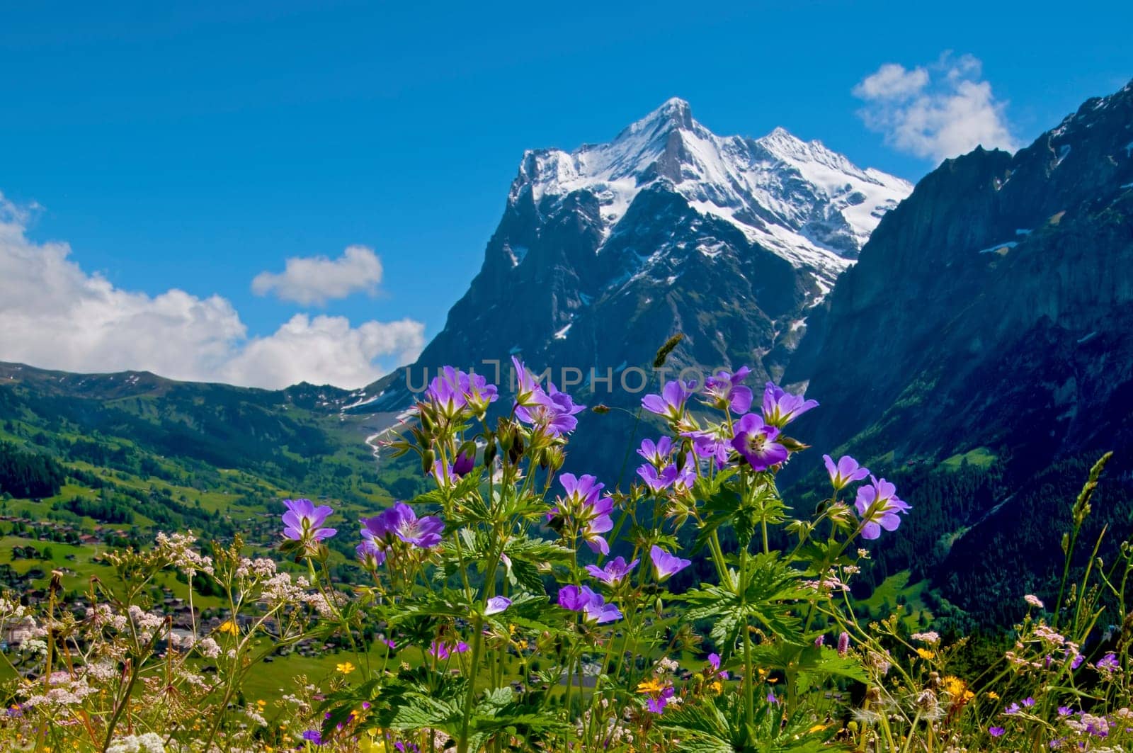 Meadow cranesbill off Wetterhorn
