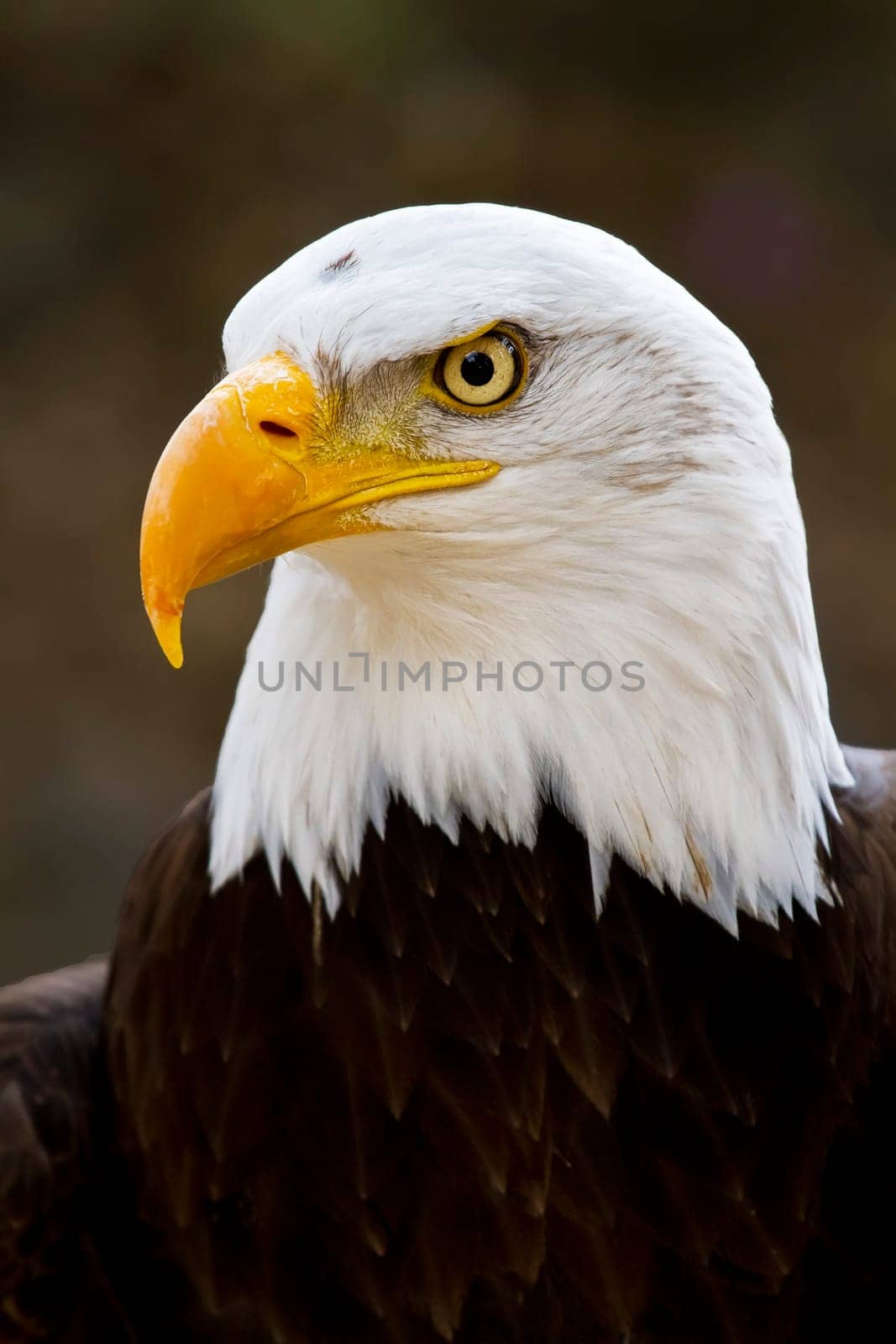 Portrait of a bald eagle (lat. haliaeetus leucocephalus)