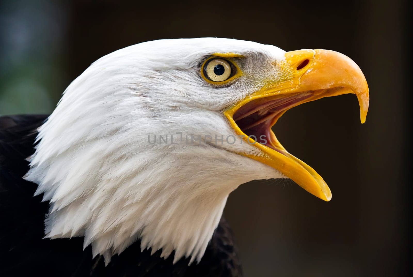 Portrait of a bald eagle (lat. haliaeetus leucocephalus)
