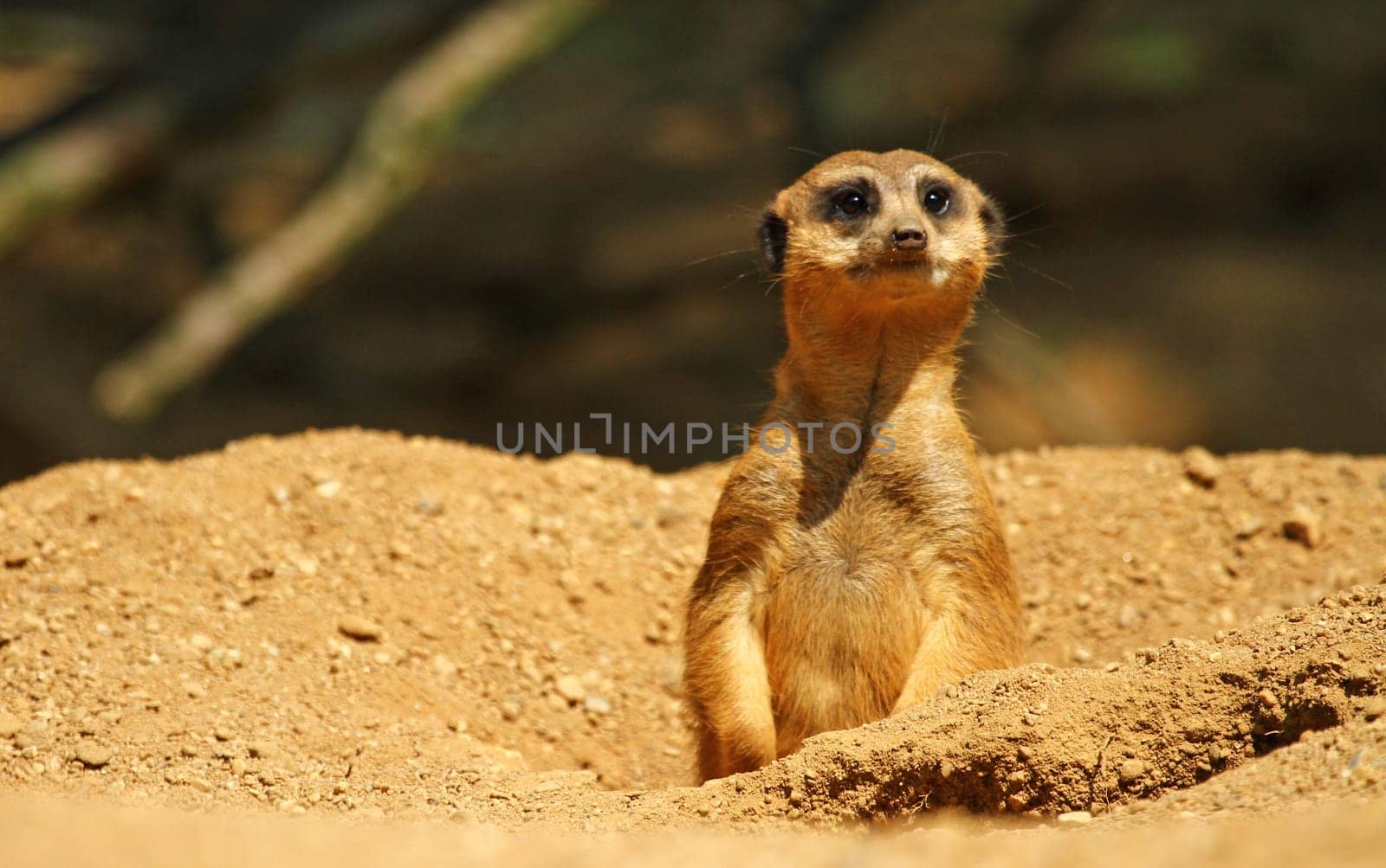 Meerkat
