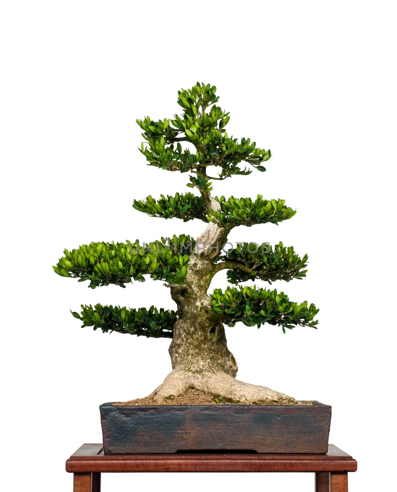 White insulated old boxwood as bonsai