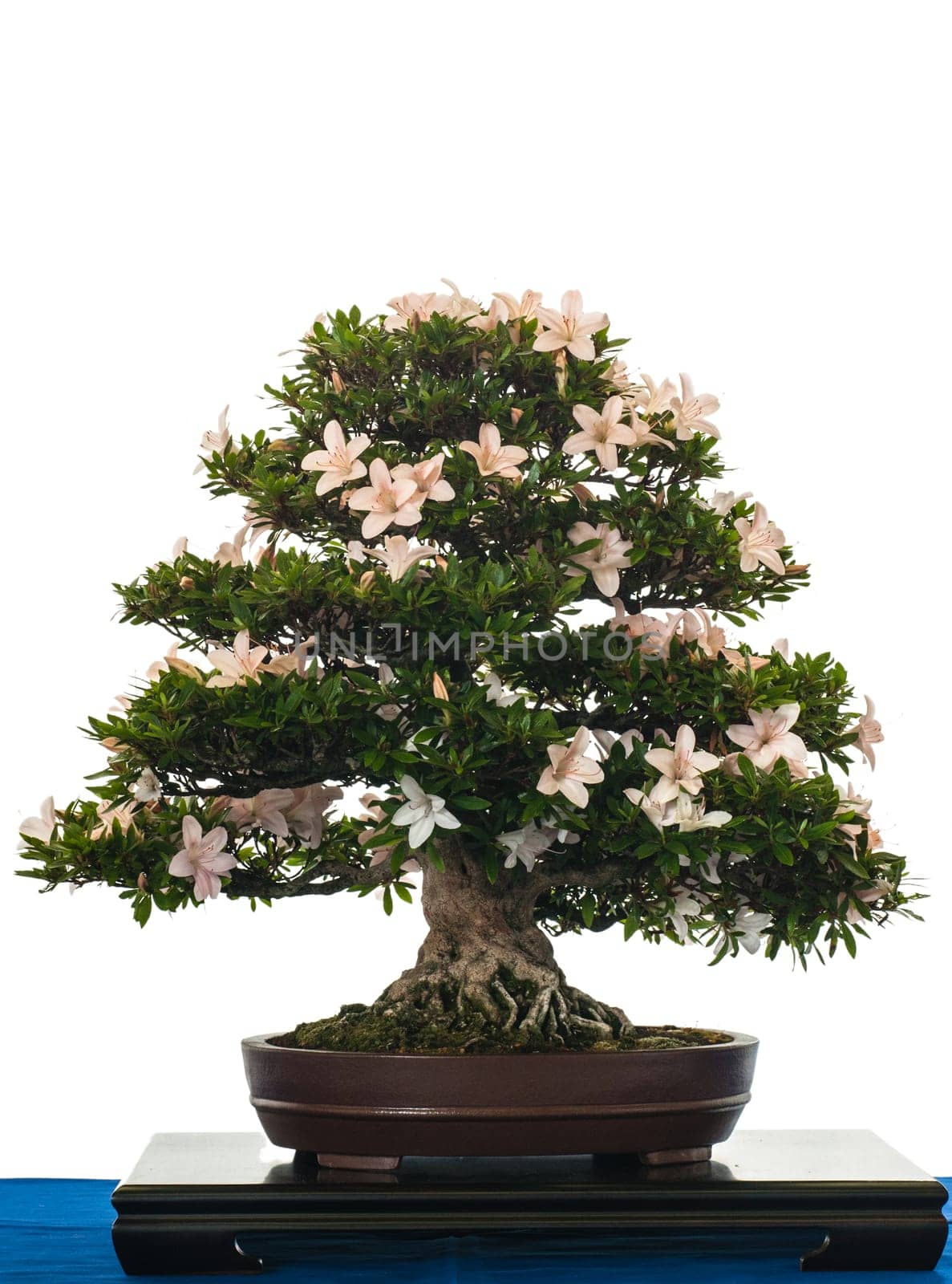 White Isolated Blooming Satsuki Azalea as Bonsai Tree