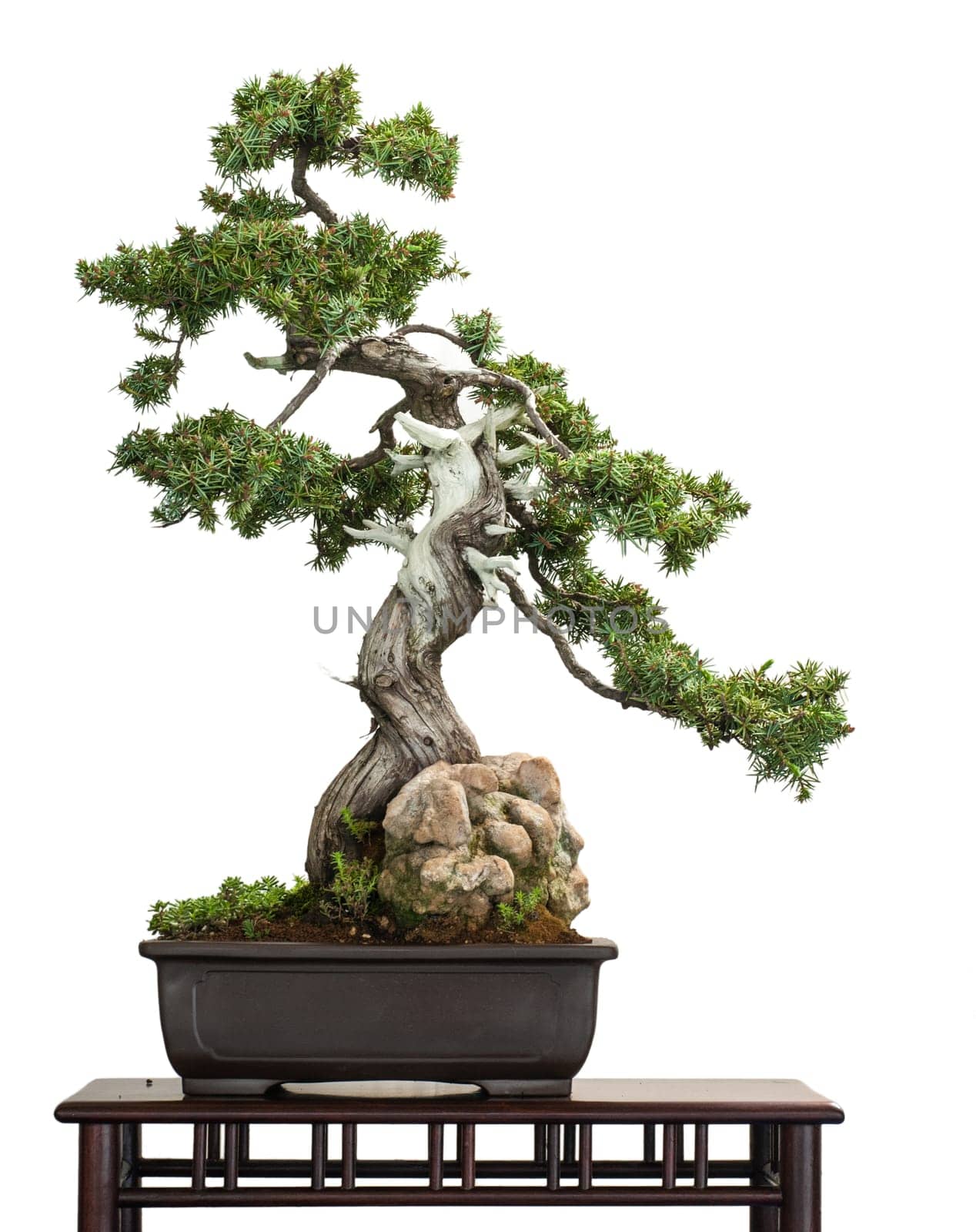 White isolated hedgehog juniper (Juniperus rigidus) as a bonsai tree