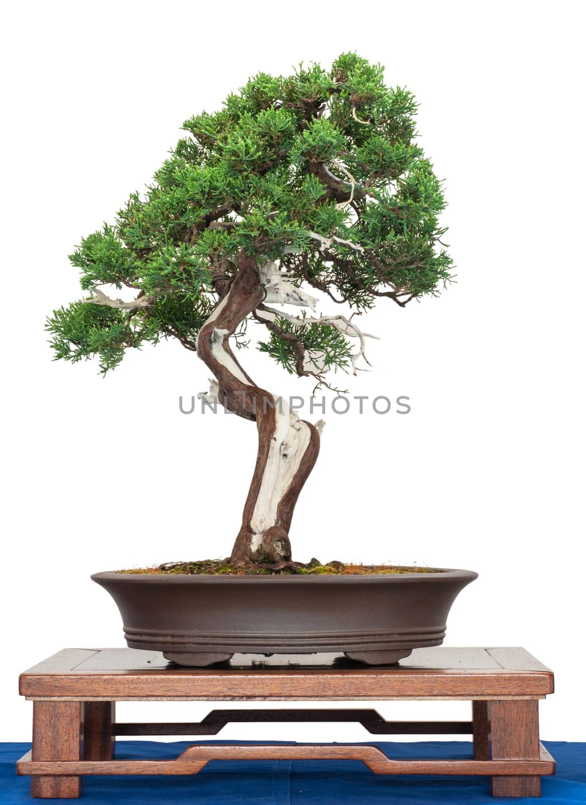 White cut-out Chinese juniper (Juniperus chinensis) as a bonsai tree