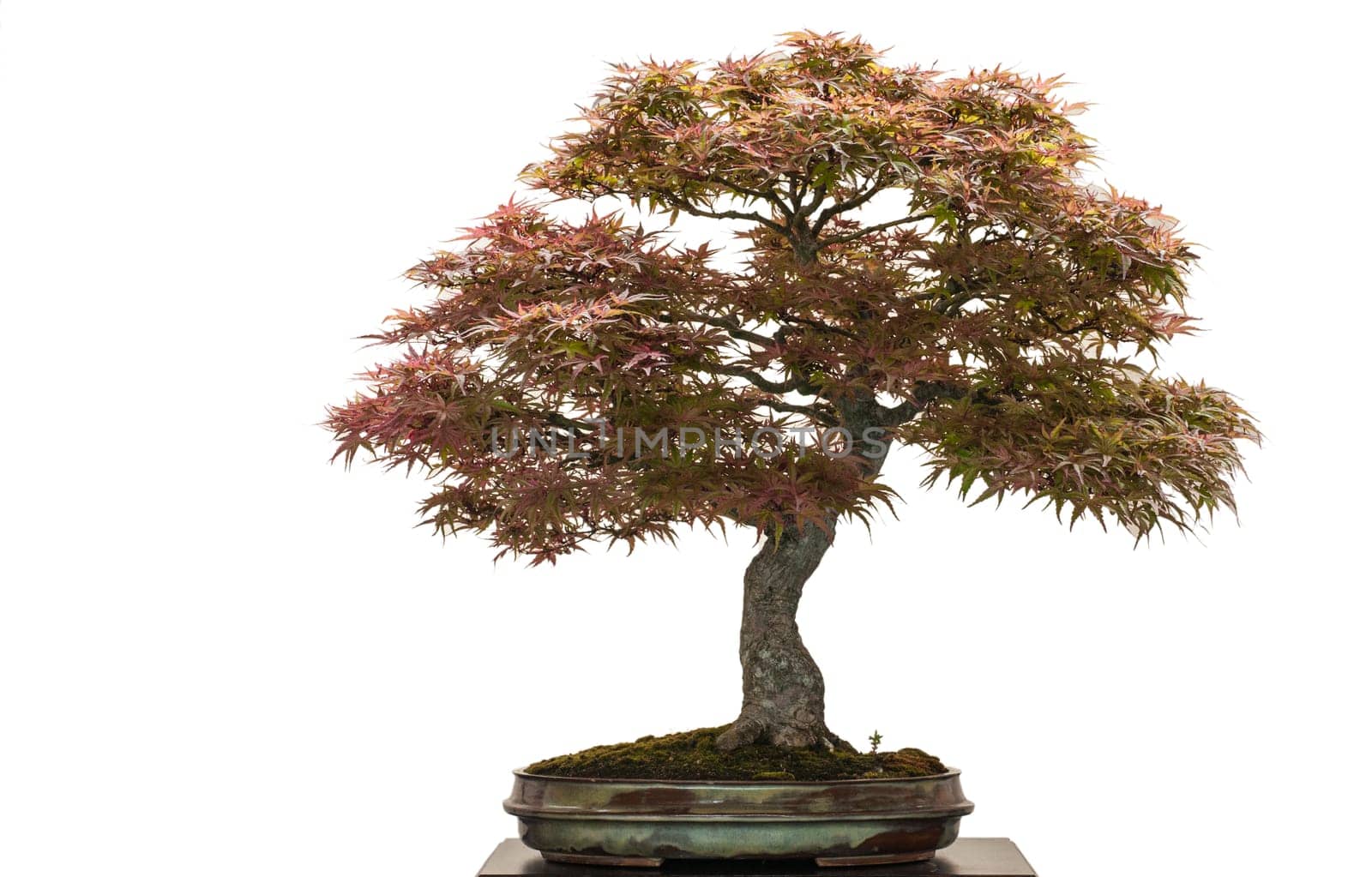 White isolated old maple tree (Acer palmatum atropurpureum) as bonsai