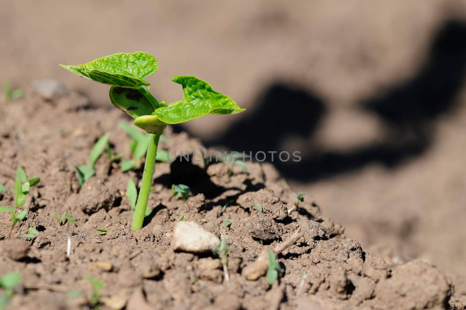 Bean seedling