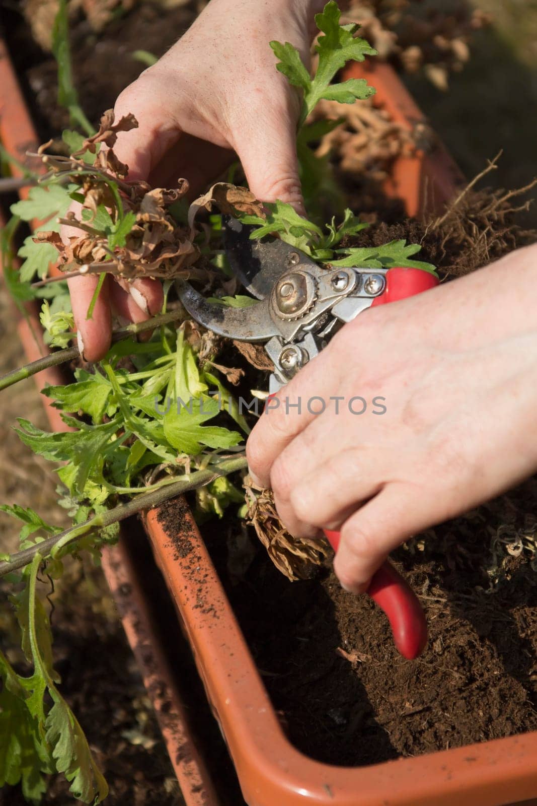 Detailed view of woman&#039 s hands, which trims pruning shears, dried plant parts.