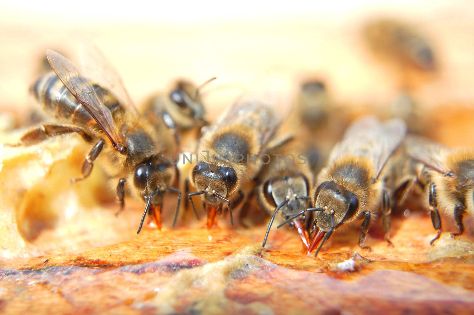 Closeup of bees eating honey