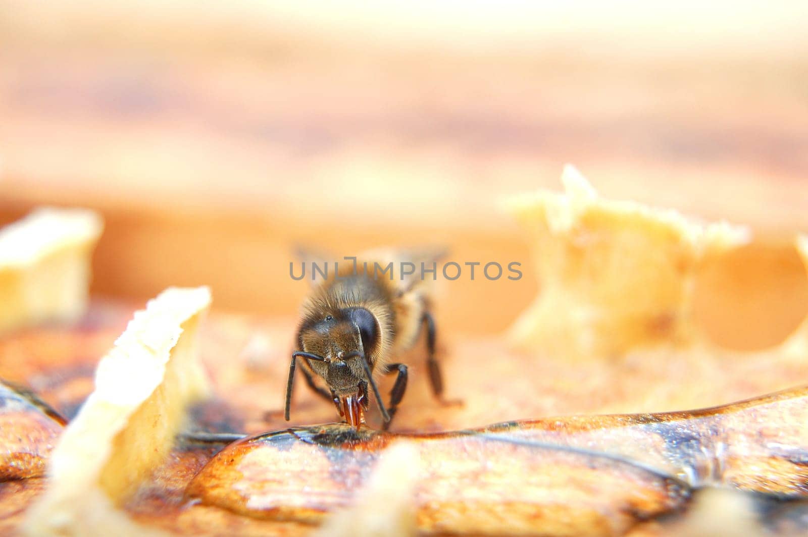 Closeup of a bee eating honey