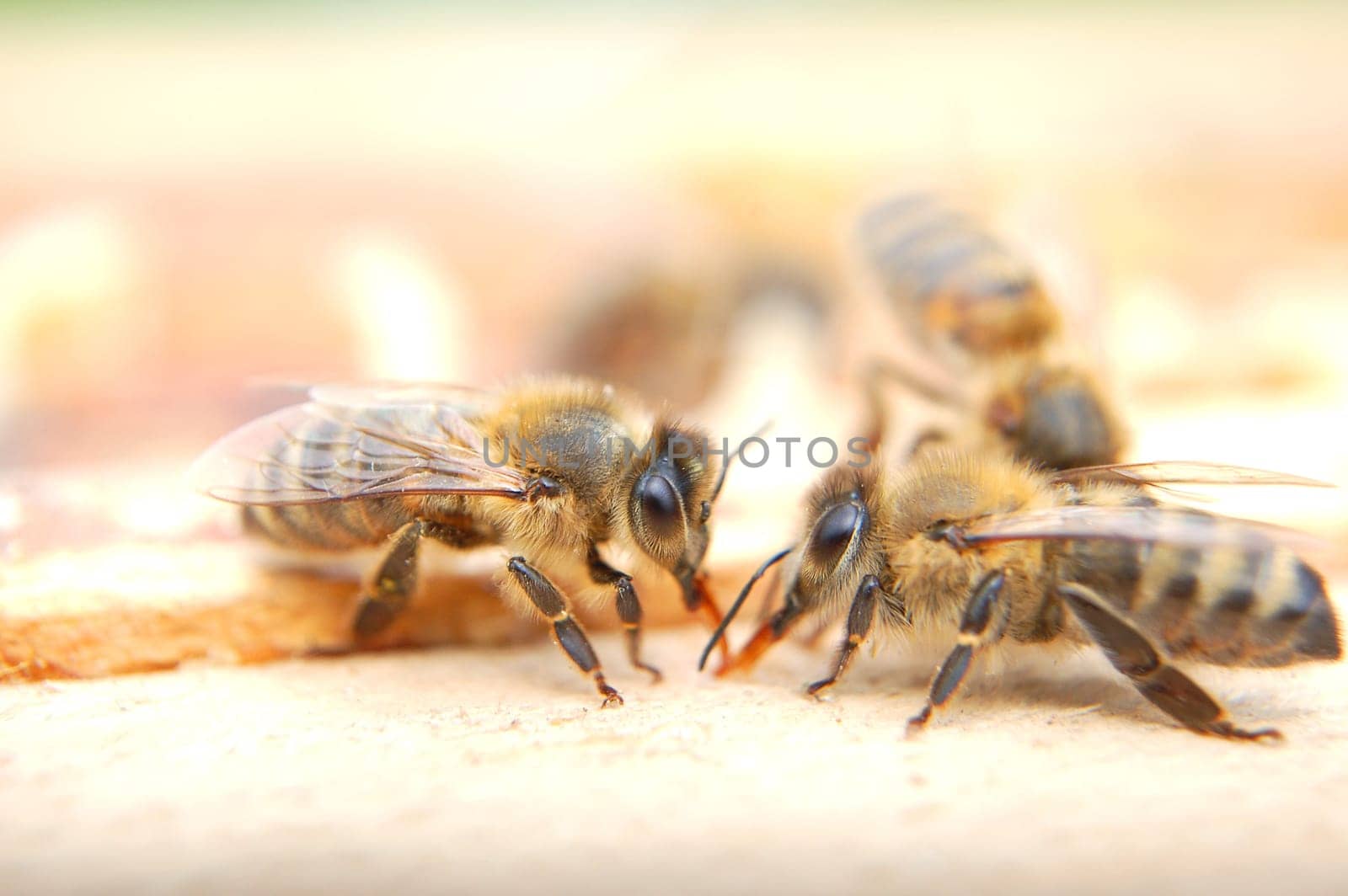 Closeup of bees eating honey