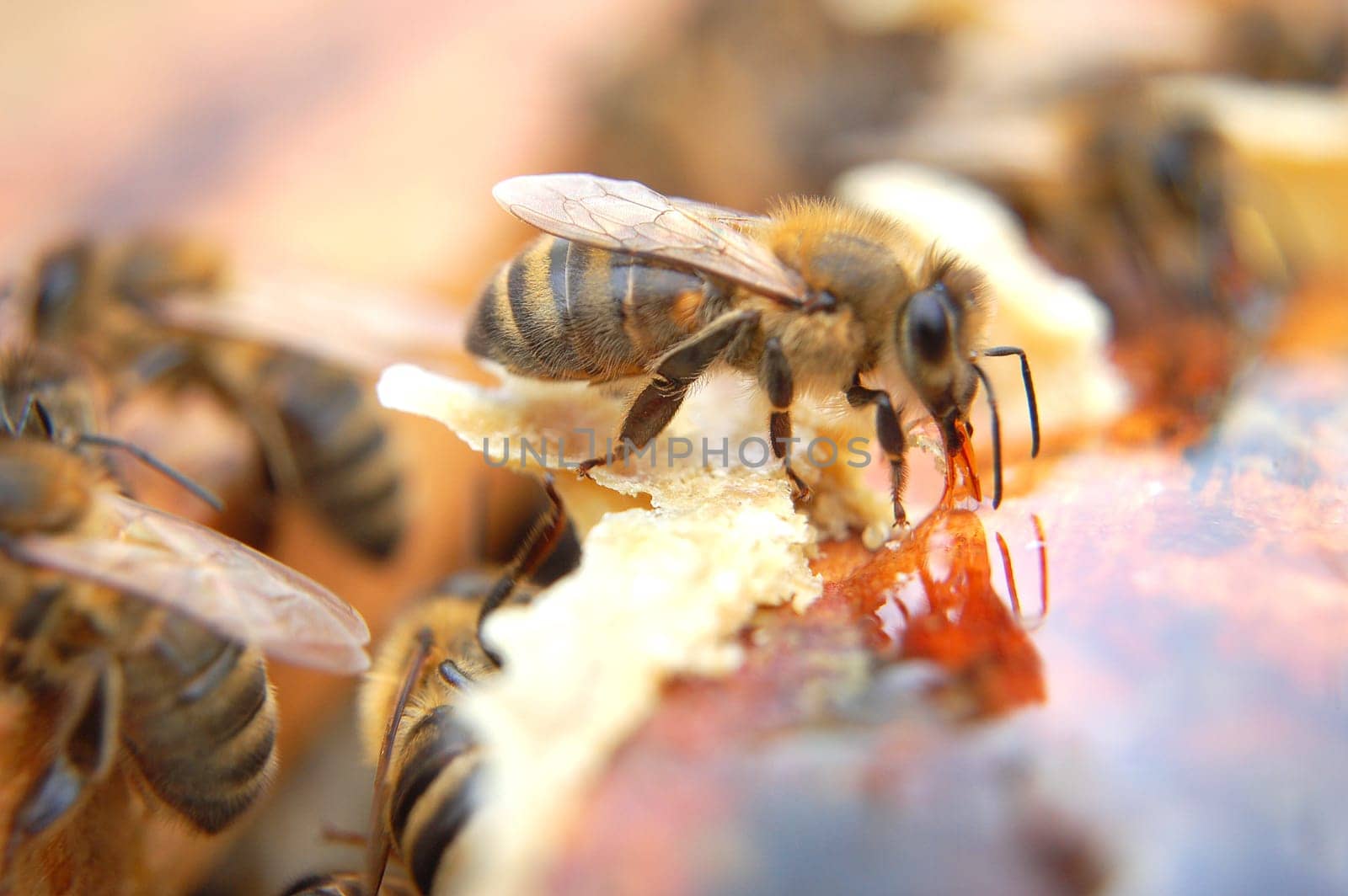 Closeup of bees eating honey