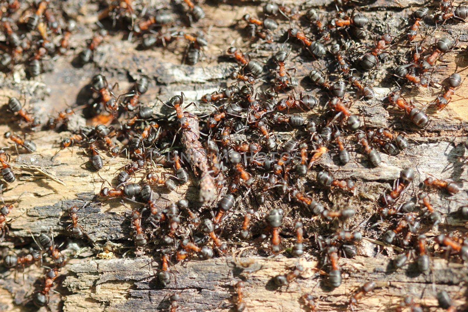 Red wood ants in construction