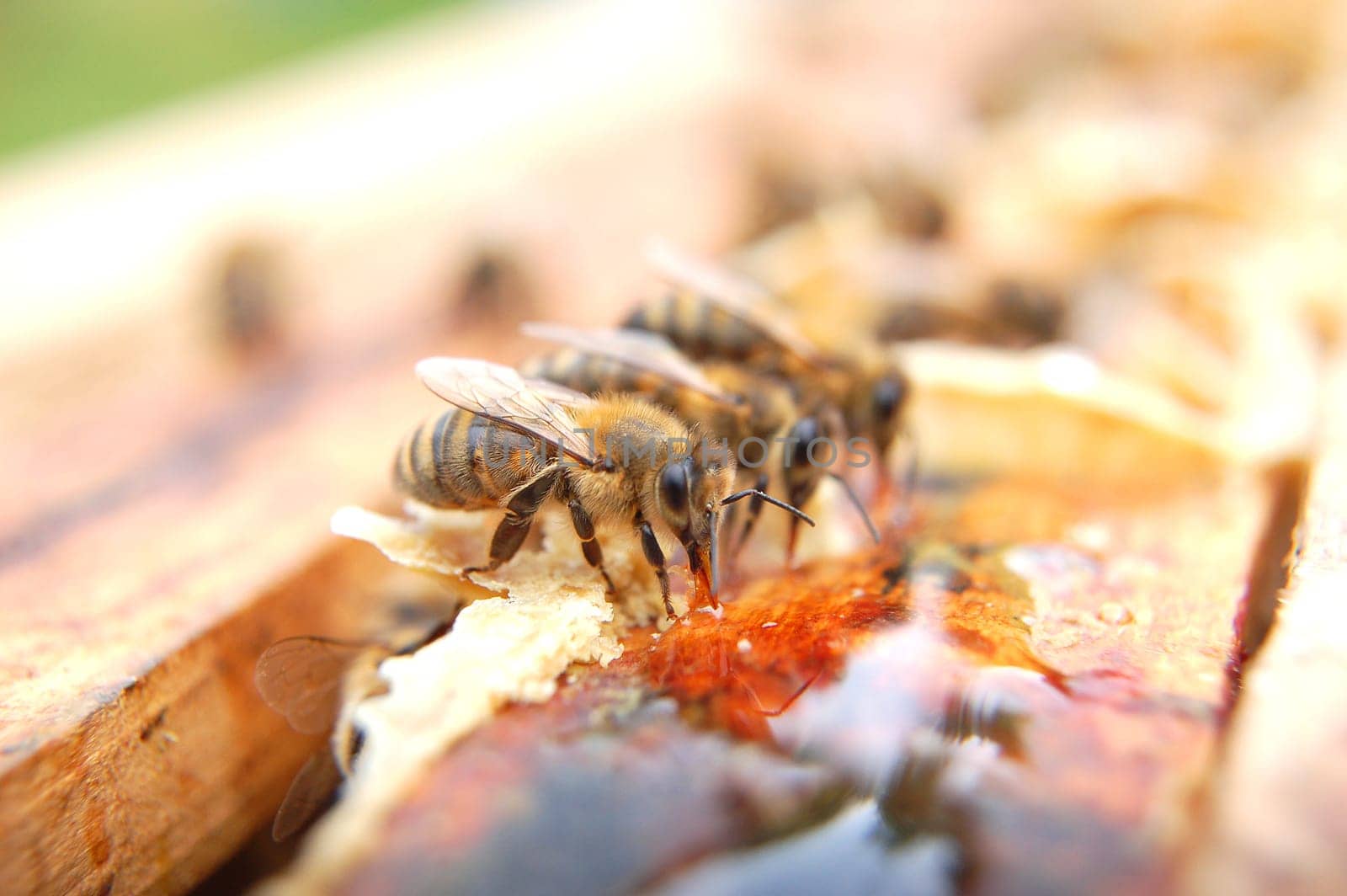 Closeup of bees eating honey