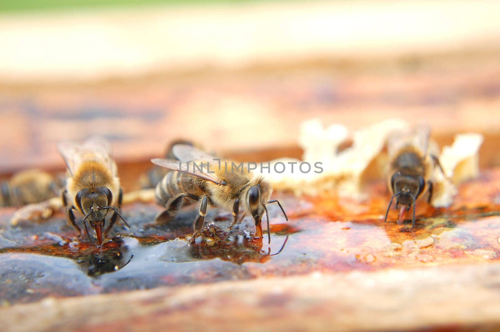 Closeup of bees eating honey