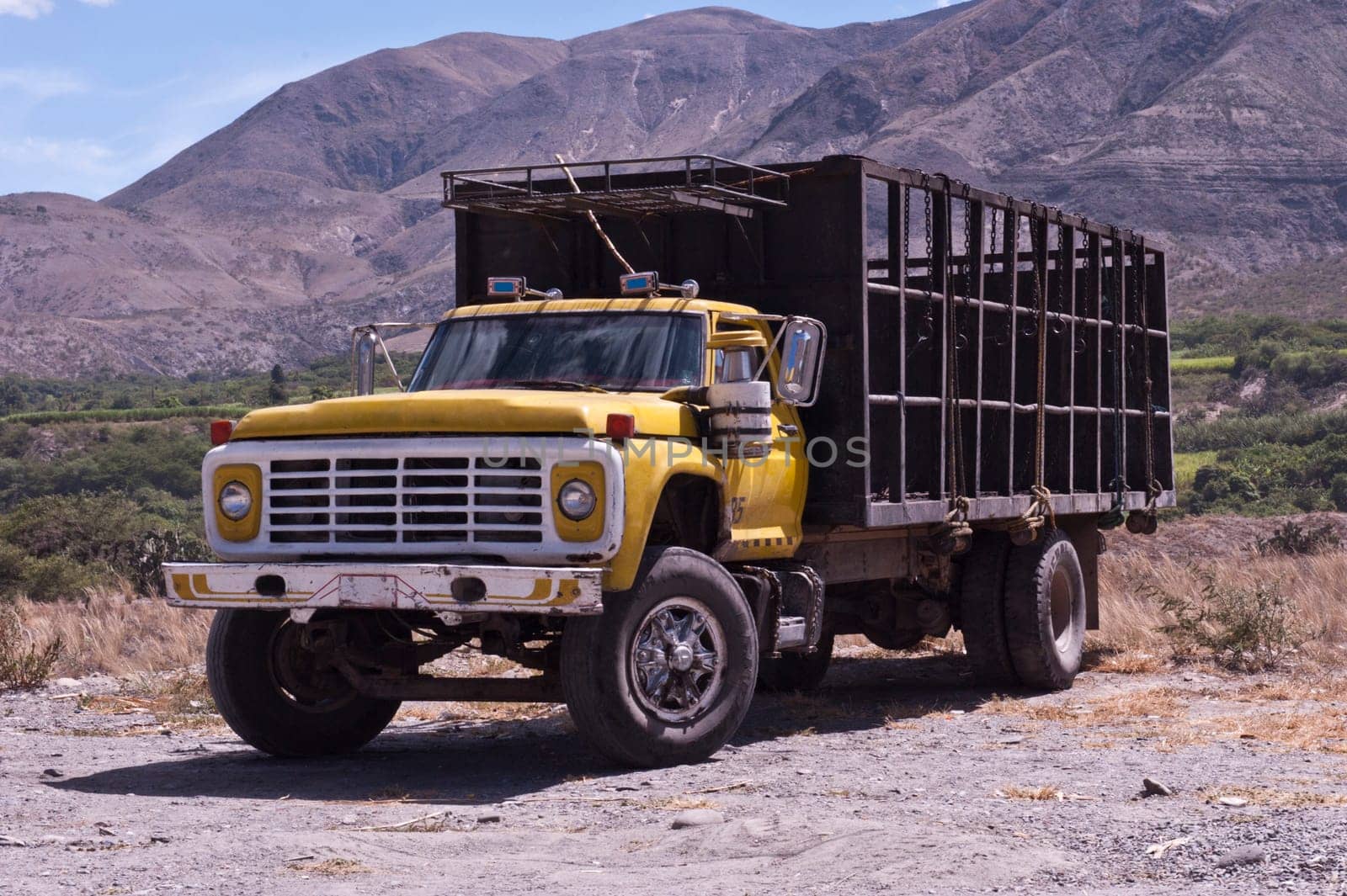 an old yellow truck to transport animals