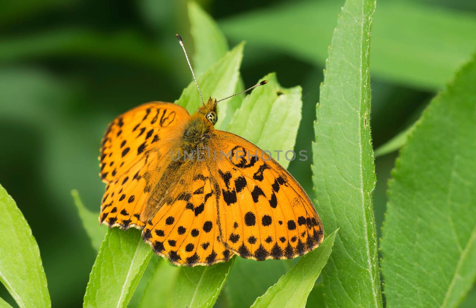 Mother-of-pearl butterfly Brenthis ino