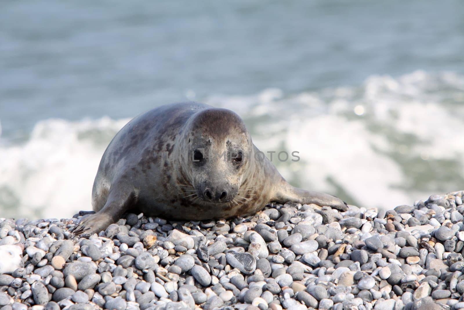 Grey seal on Heligoland