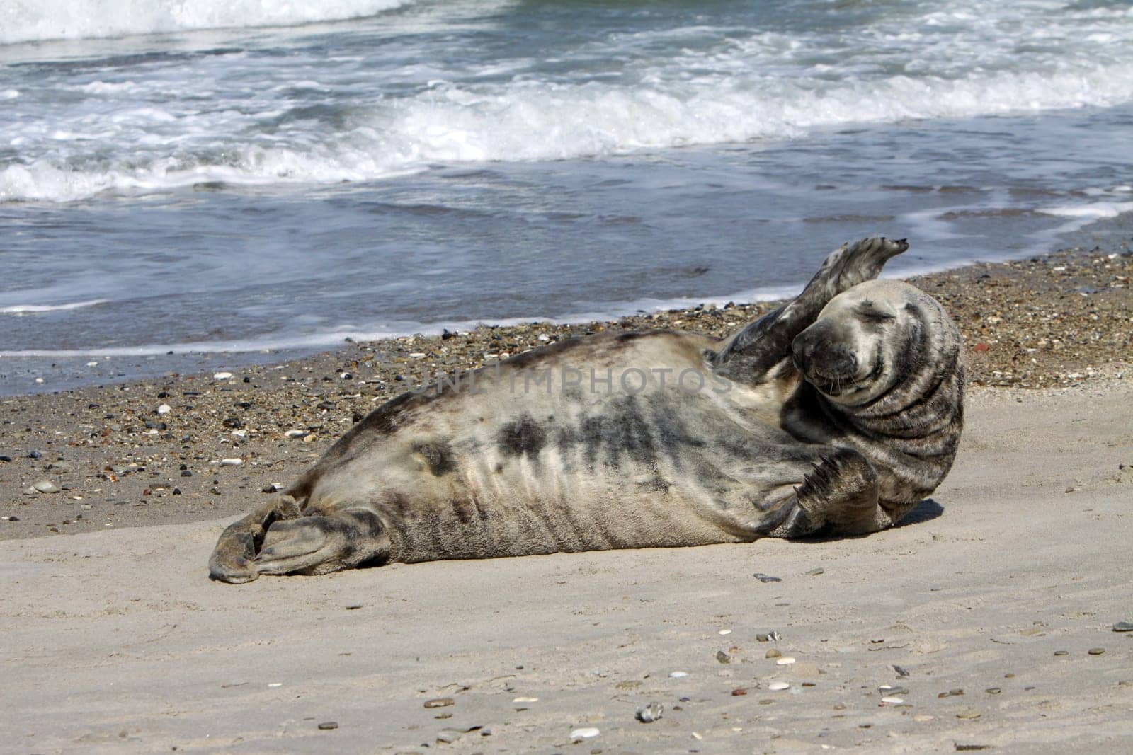 Grey seal on Heligoland