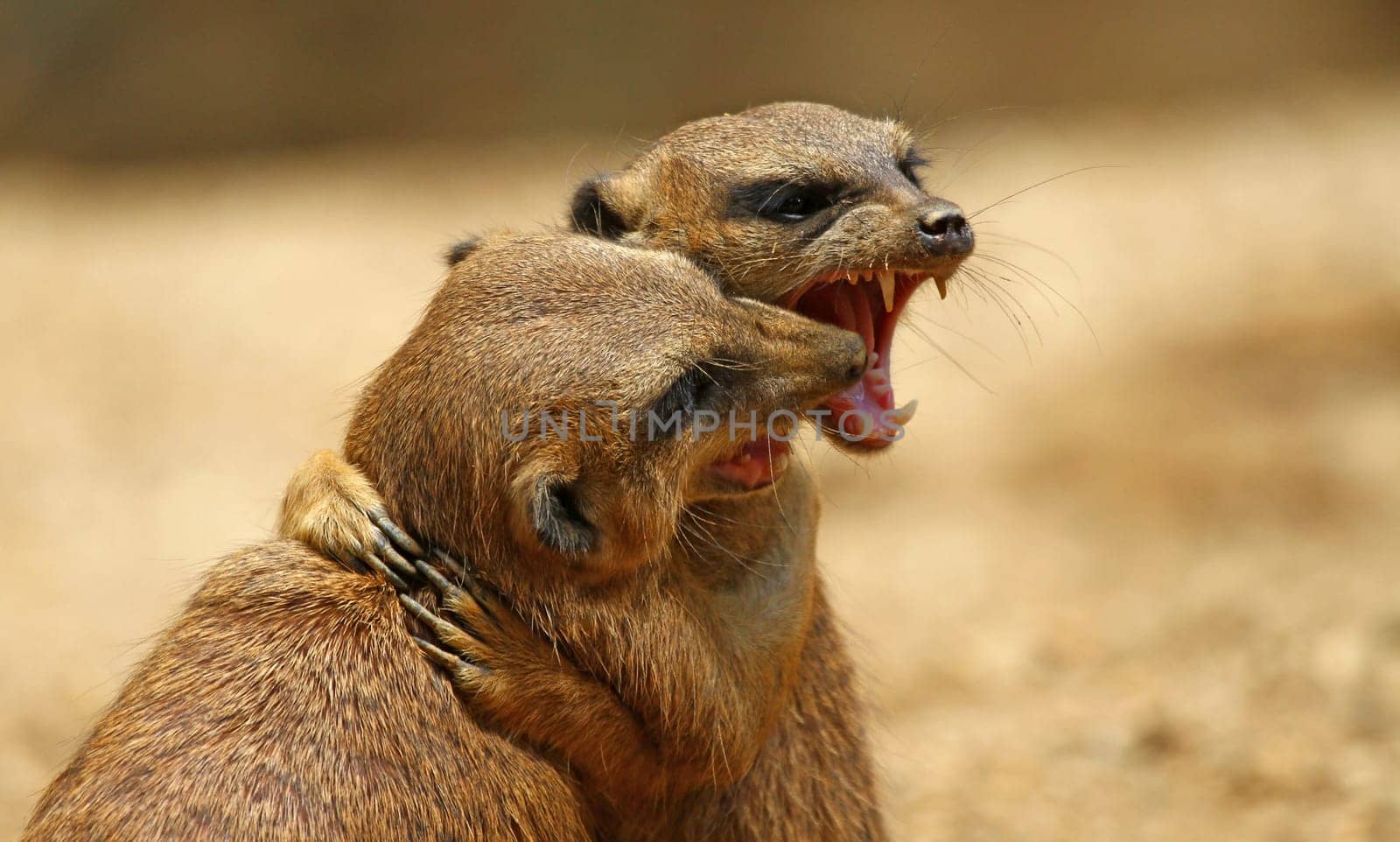 Small scuffle