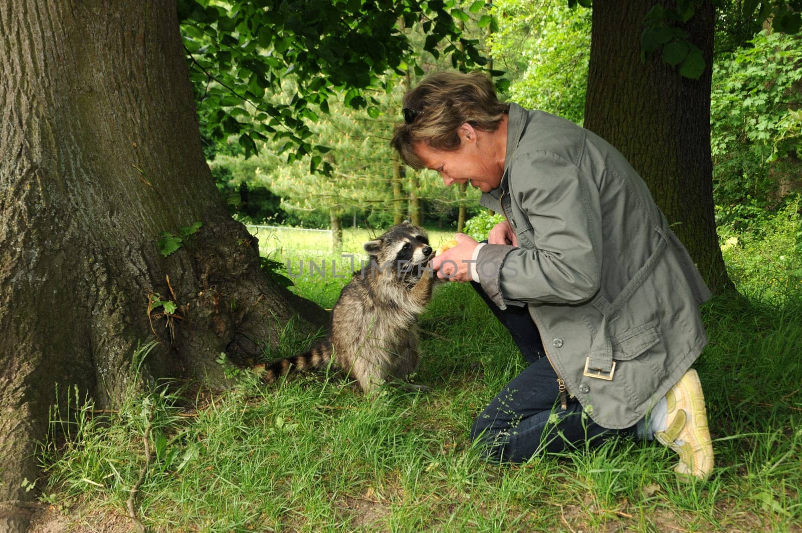 Kassel Wilhelmshöhe has the largest population of raccoons in all of Europe! This one lives right next to a large lake. If he doesn't beg for some food from time to time,he kills the ducks,which currently have chicks.