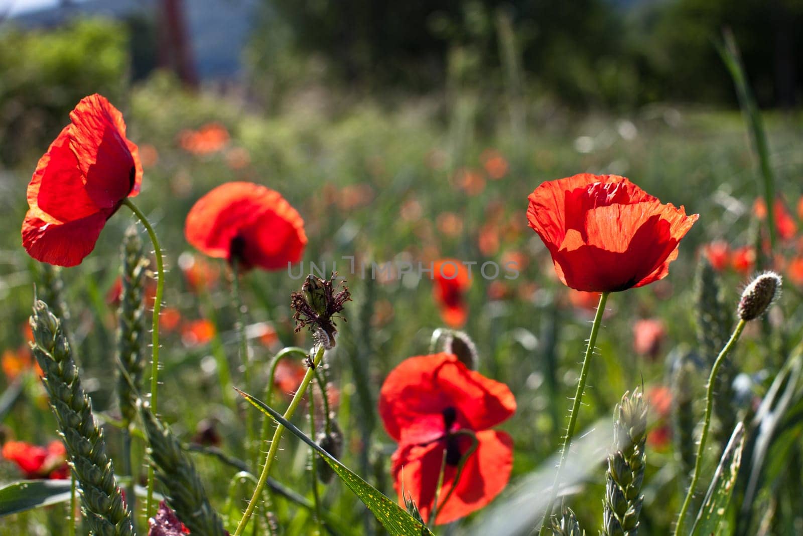Poppies in the field