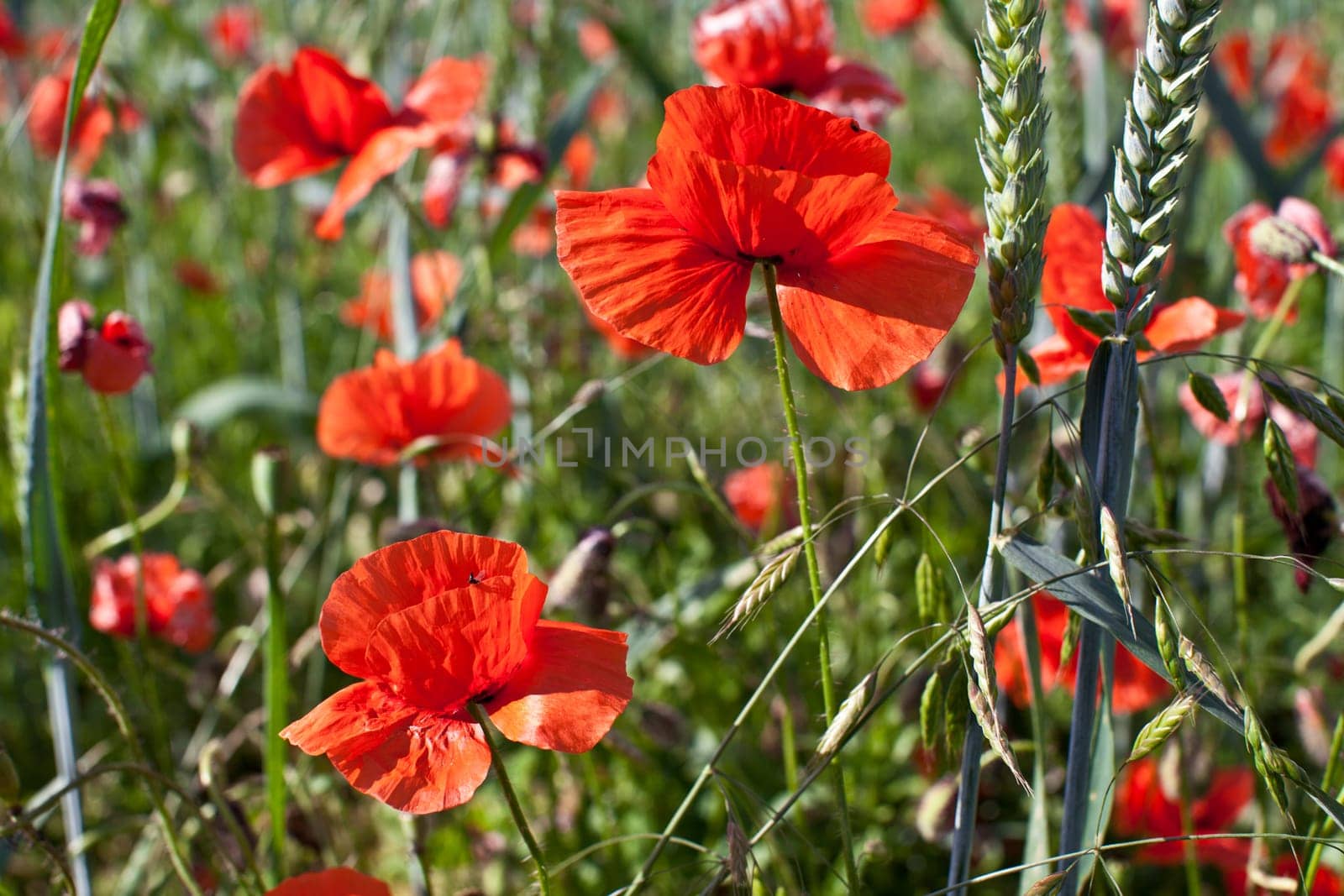 Poppies in the field