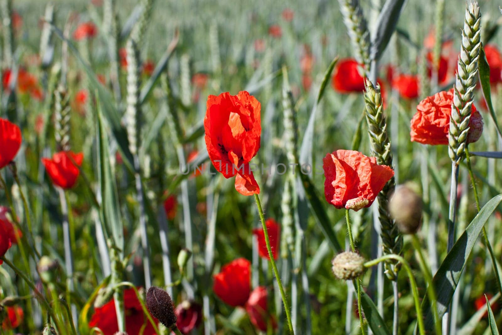 Poppies in the field