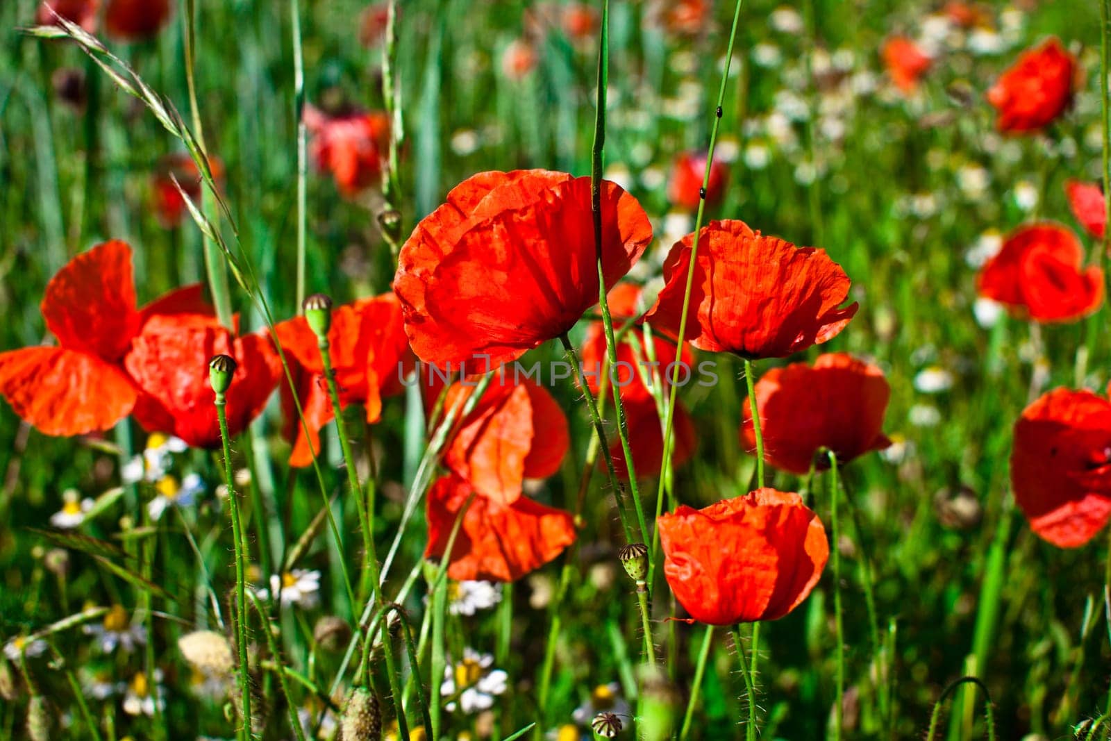 Poppies in the field