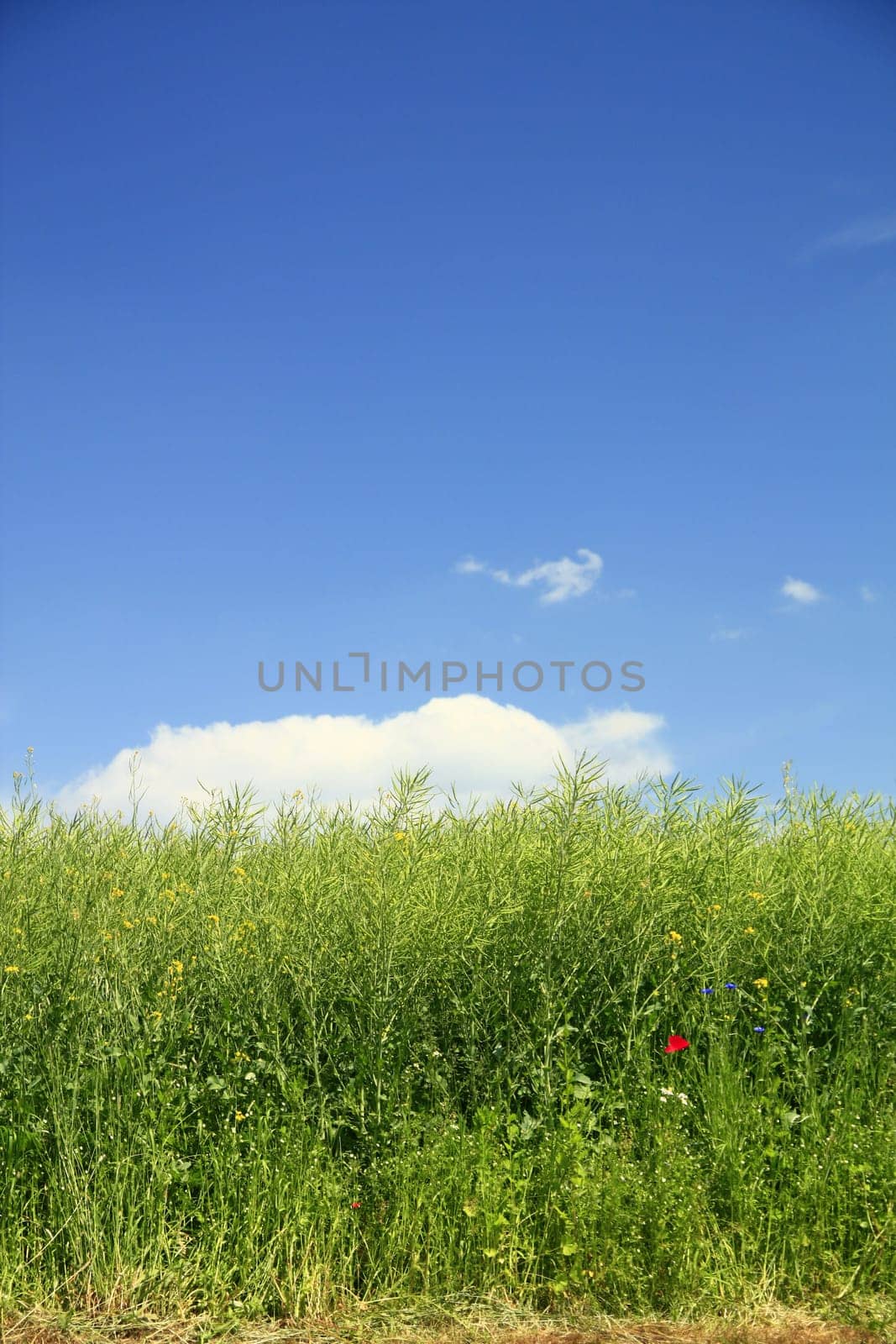 Rapeseed field after flowering with blue sky and wild plants such as poppies and cornflowers