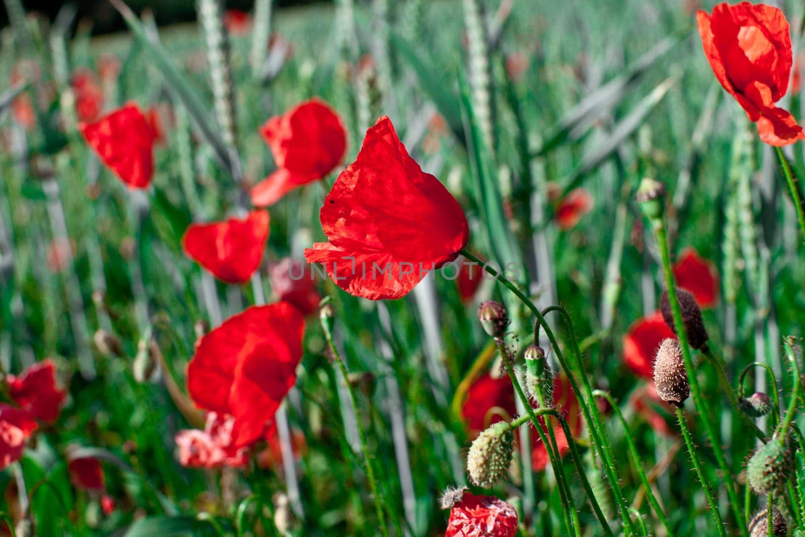 Poppies in the field