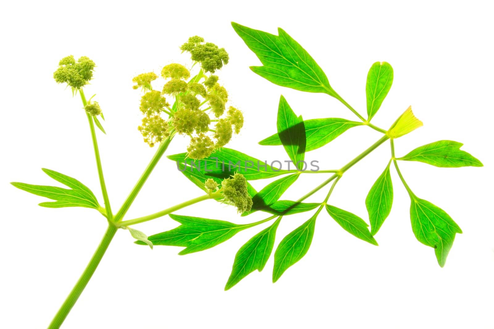 Lovage - Levisticum officinale - isolated against white background