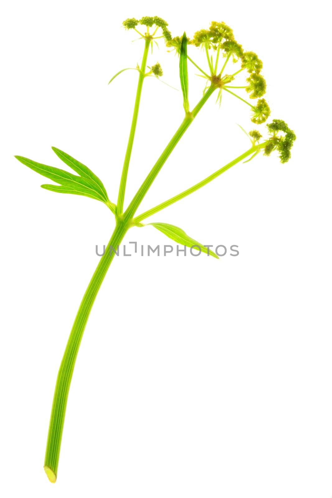 Lovage - Levisticum officinale - isolated against white background